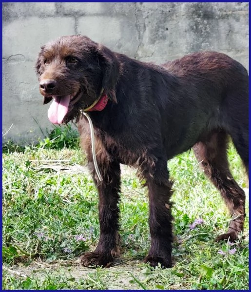 SPELACCHIO CANE TAGLIA MEDIA 4 ANNI | Foto 0