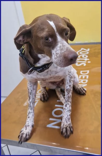 ARANCIA POINTERINA 3 ANNI E MEZZO | Foto 5