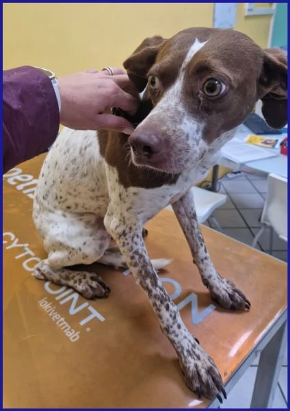 ARANCIA POINTERINA 3 ANNI E MEZZO | Foto 4