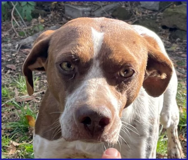 ARANCIA POINTERINA 3 ANNI E MEZZO | Foto 3