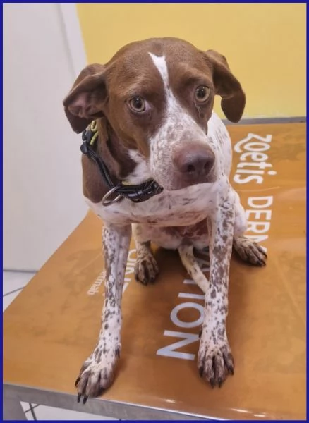 ARANCIA POINTERINA 3 ANNI E MEZZO | Foto 2