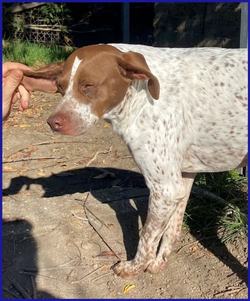 ARANCIA POINTERINA 3 ANNI E MEZZO | Foto 1