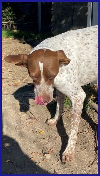 ARANCIA POINTERINA 3 ANNI E MEZZO | Foto 0