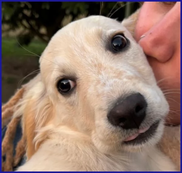 MIRTILLO CUCCIOLO 3 MESI MIX SETTER | Foto 3