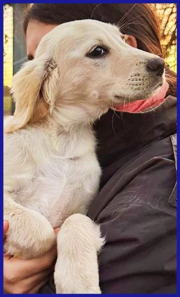 MIRTILLO CUCCIOLO 3 MESI MIX SETTER | Foto 2