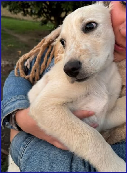 MIRTILLO CUCCIOLO 3 MESI MIX SETTER | Foto 1