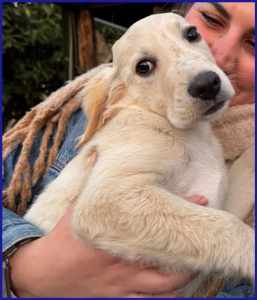 MIRTILLO CUCCIOLO 3 MESI MIX SETTER | Foto 0