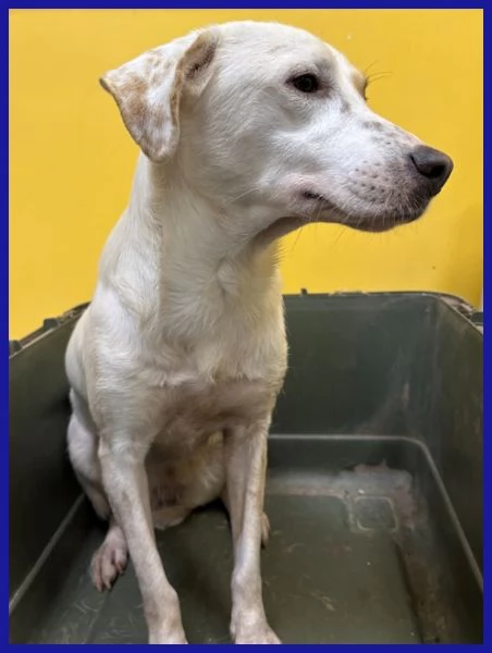 CALU TENERA CAGNOLINA 2 ANNI | Foto 6