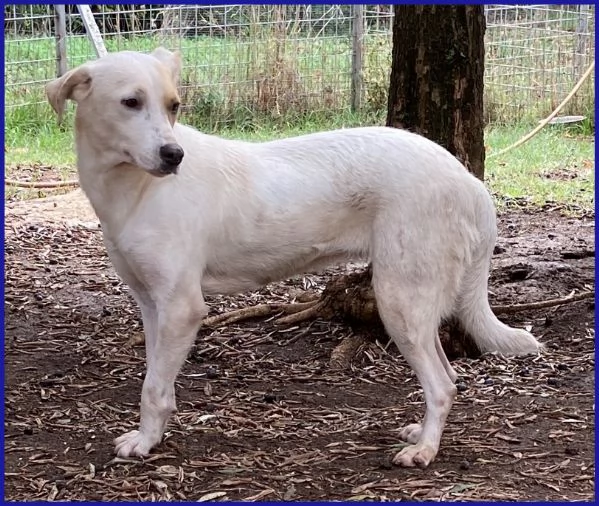 CALU TENERA CAGNOLINA 2 ANNI | Foto 2