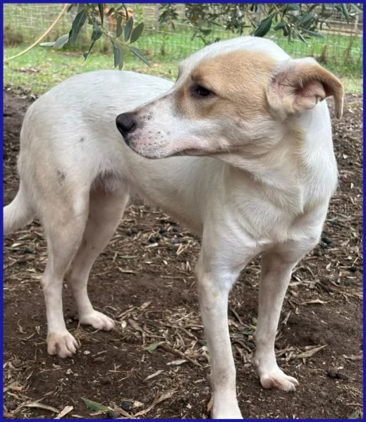 CALU TENERA CAGNOLINA 2 ANNI | Foto 1