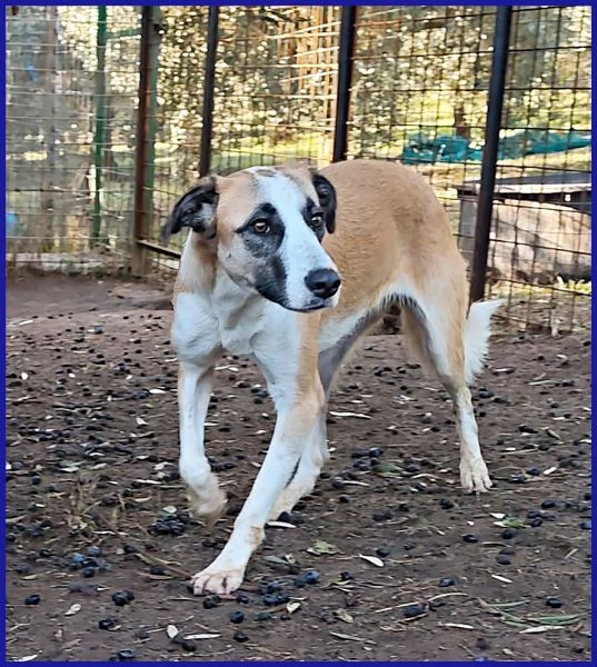 NORMA GIOVANE CAGNOLINA | Foto 6