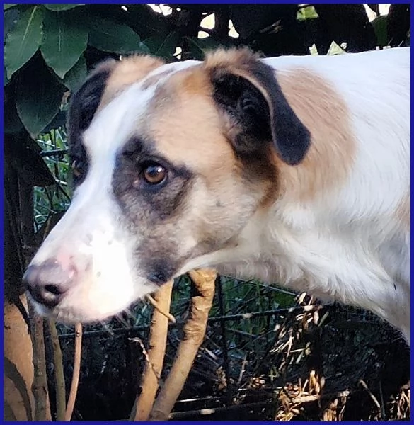 NORMA GIOVANE CAGNOLINA | Foto 4