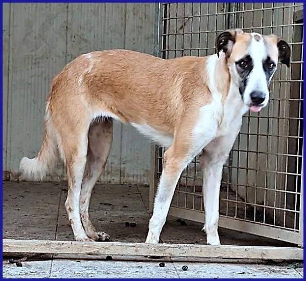 NORMA GIOVANE CAGNOLINA | Foto 2