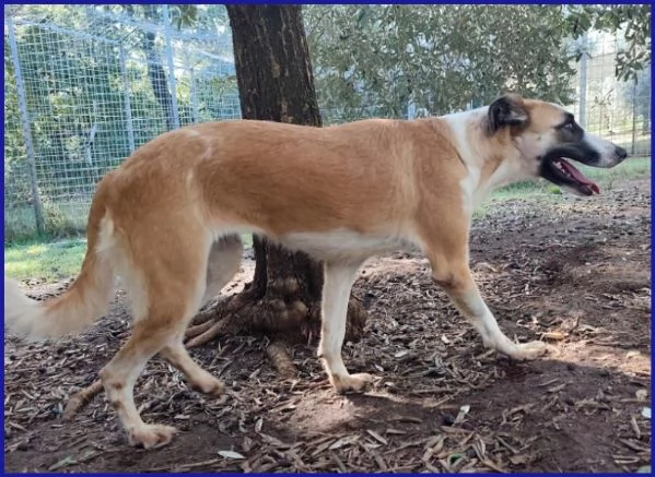 NORMA GIOVANE CAGNOLINA | Foto 1