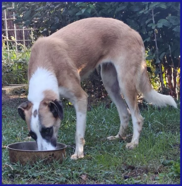 NORMA GIOVANE CAGNOLINA | Foto 0