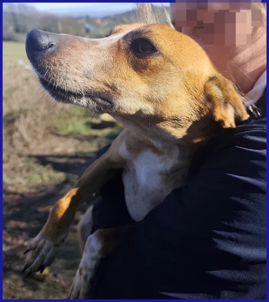 ALPENLIEBE CAGNOLINA DI 4 ANNI | Foto 6