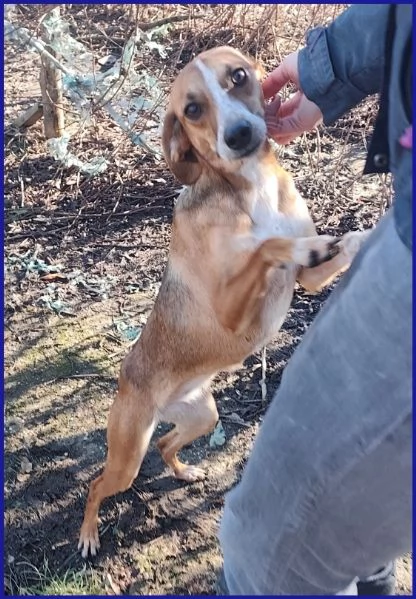 ALPENLIEBE CAGNOLINA DI 4 ANNI | Foto 5