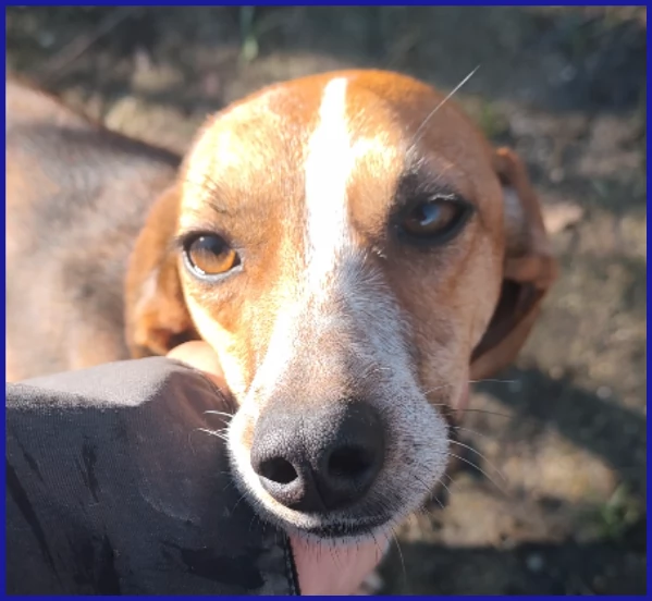 ALPENLIEBE CAGNOLINA DI 4 ANNI | Foto 4