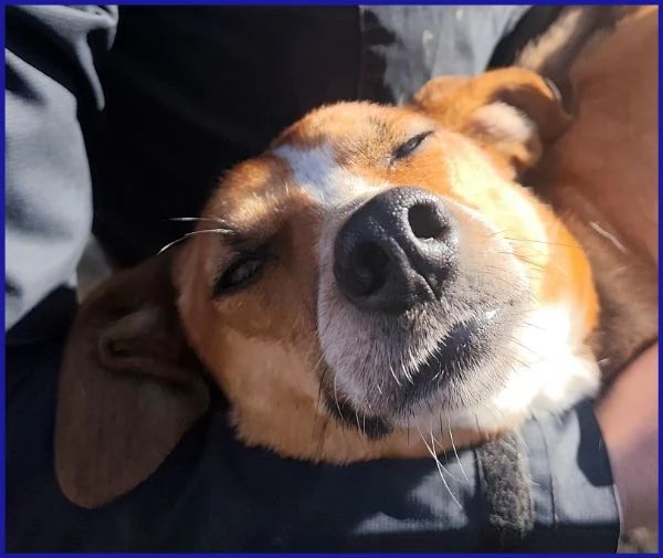 ALPENLIEBE CAGNOLINA DI 4 ANNI | Foto 3