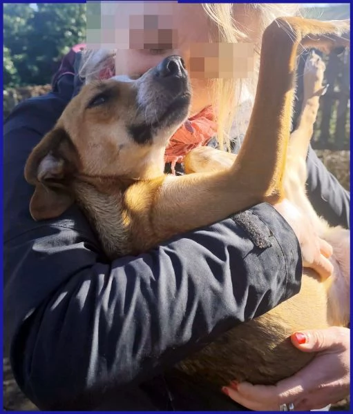 ALPENLIEBE CAGNOLINA DI 4 ANNI | Foto 2