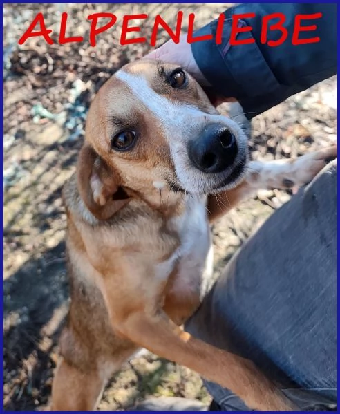 ALPENLIEBE CAGNOLINA DI 4 ANNI