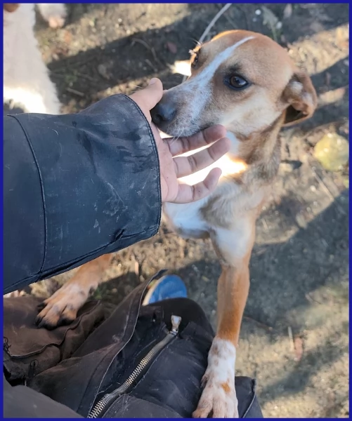 ALPENLIEBE CAGNOLINA DI 4 ANNI | Foto 1