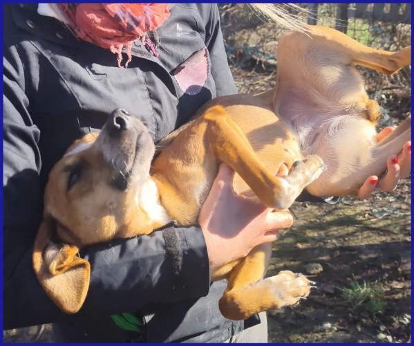 ALPENLIEBE CAGNOLINA DI 4 ANNI | Foto 0