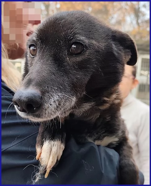 TATA MATILDA 14 ANNI TUTTA LA VITA IN CANILE