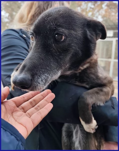 TATA MATILDA 14 ANNI TUTTA LA VITA IN CANILE | Foto 6