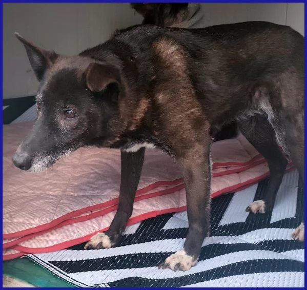 TATA MATILDA 14 ANNI TUTTA LA VITA IN CANILE | Foto 5