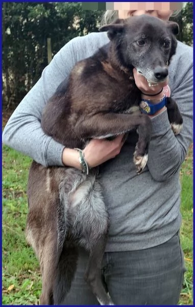 TATA MATILDA 14 ANNI TUTTA LA VITA IN CANILE | Foto 4