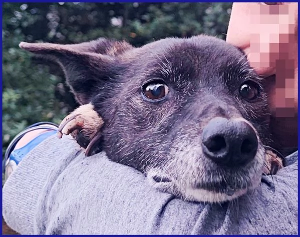 TATA MATILDA 14 ANNI TUTTA LA VITA IN CANILE | Foto 3