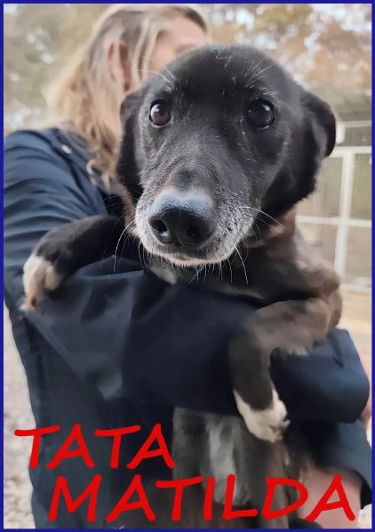 TATA MATILDA 14 ANNI TUTTA LA VITA IN CANILE | Foto 2