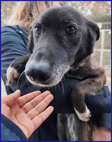 TATA MATILDA 14 ANNI TUTTA LA VITA IN CANILE | Foto 1