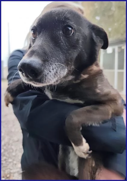 TATA MATILDA 14 ANNI TUTTA LA VITA IN CANILE | Foto 0