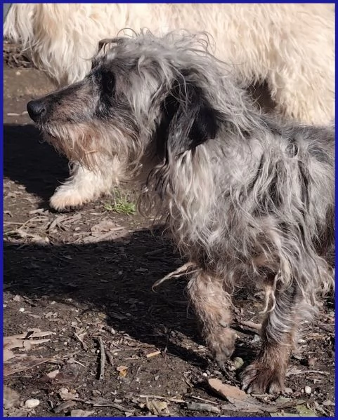 SHENZI SIMIL BASSOTTINA TG PICCOLA 5 ANNI | Foto 6