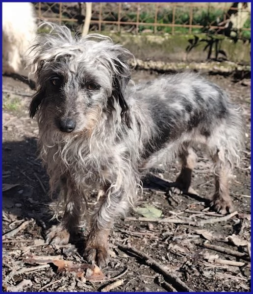 SHENZI SIMIL BASSOTTINA TG PICCOLA 5 ANNI | Foto 5