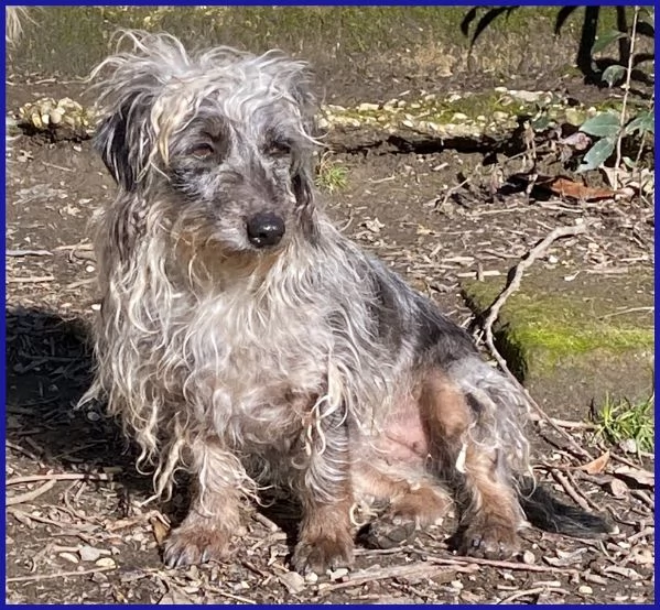 SHENZI SIMIL BASSOTTINA TG PICCOLA 5 ANNI | Foto 4