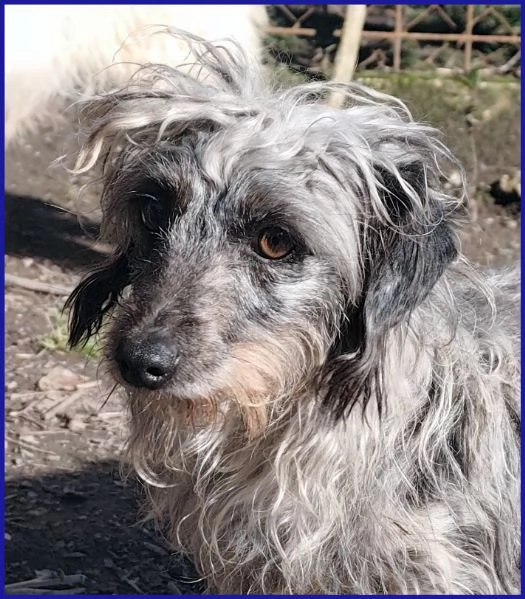 SHENZI SIMIL BASSOTTINA TG PICCOLA 5 ANNI | Foto 3