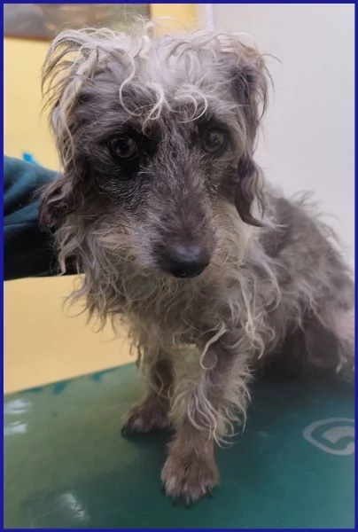 SHENZI SIMIL BASSOTTINA TG PICCOLA 5 ANNI | Foto 2