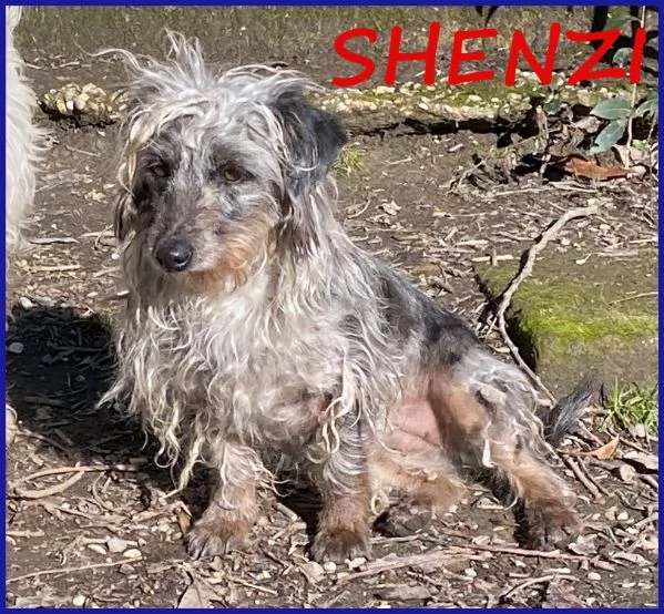 SHENZI SIMIL BASSOTTINA TG PICCOLA 5 ANNI