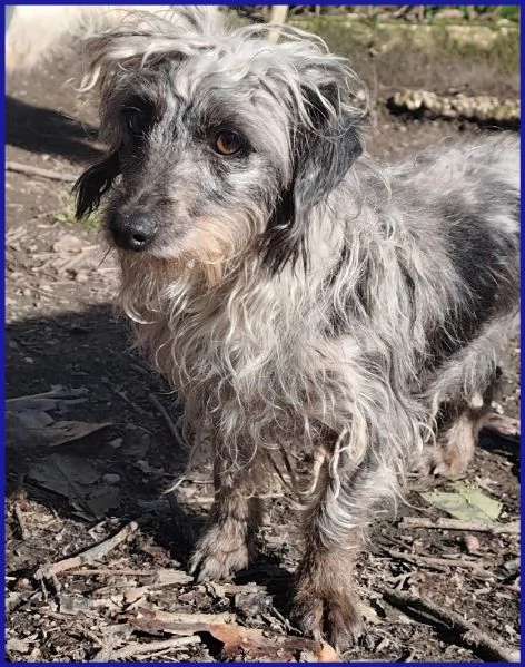 SHENZI SIMIL BASSOTTINA TG PICCOLA 5 ANNI | Foto 1