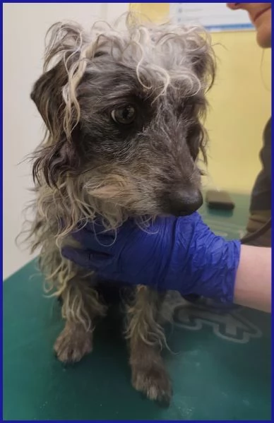 SHENZI SIMIL BASSOTTINA TG PICCOLA 5 ANNI | Foto 0