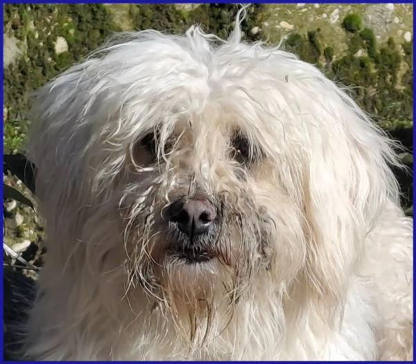 DELORIS VAN CARTIER UN BATUFFOLO DI PELO | Foto 6