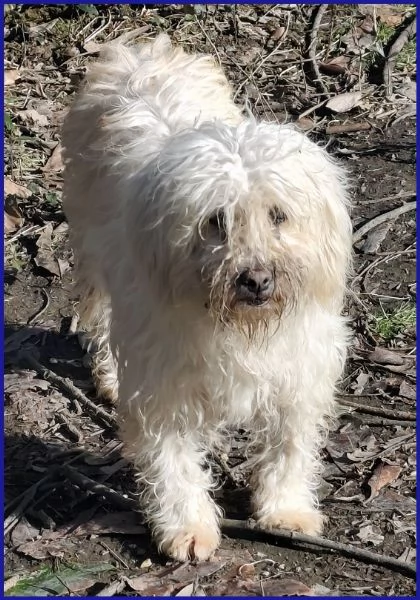 DELORIS VAN CARTIER UN BATUFFOLO DI PELO | Foto 4