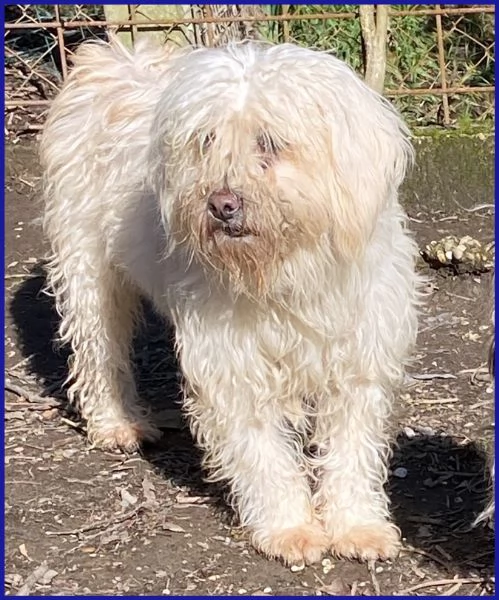 DELORIS VAN CARTIER UN BATUFFOLO DI PELO | Foto 3