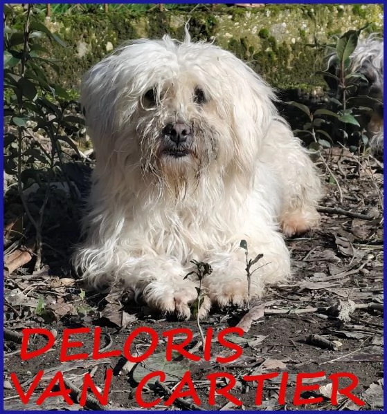 DELORIS VAN CARTIER UN BATUFFOLO DI PELO