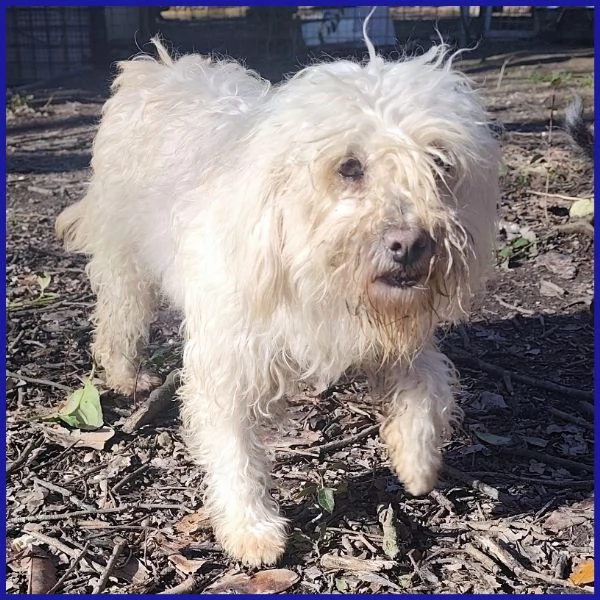 DELORIS VAN CARTIER UN BATUFFOLO DI PELO | Foto 1