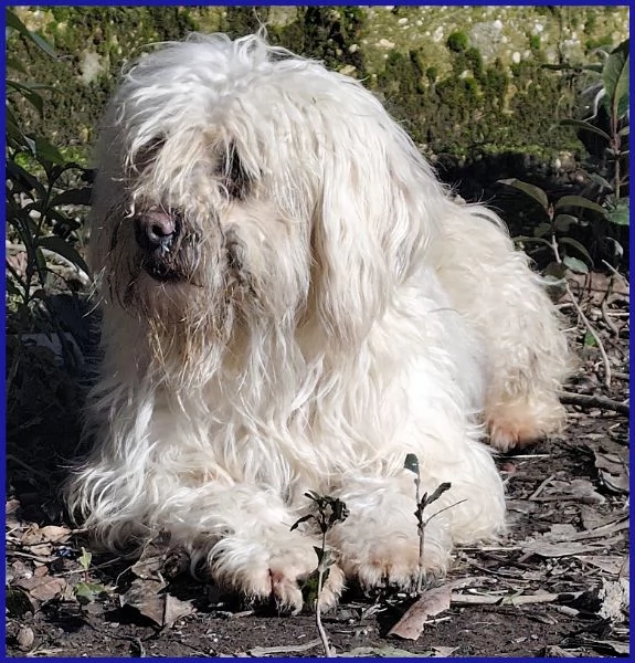 DELORIS VAN CARTIER UN BATUFFOLO DI PELO | Foto 0