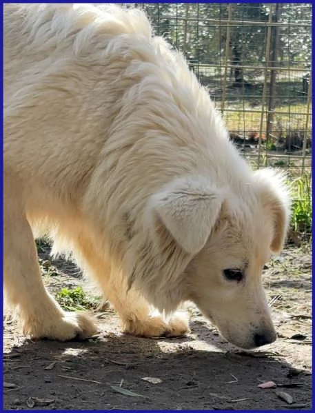 UFFA SIMIL MAREMMANA 3 ANNI | Foto 6